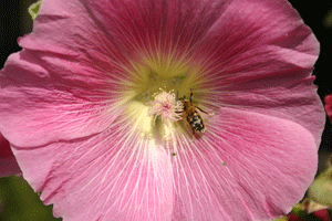 beeonflower